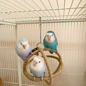 Houten Vogel Speelring Touw | Speelring & Schommel