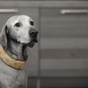 Quick Cooler Halsband